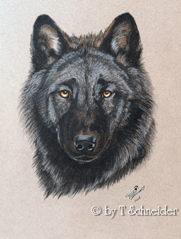Kanadischer Wolf by Tatjana Schneider